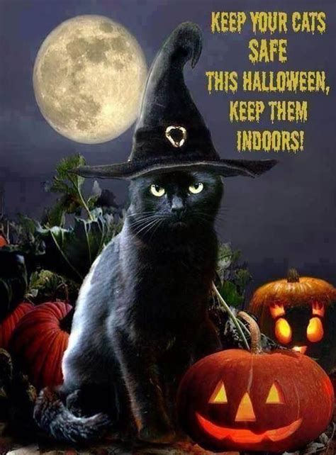 Hey Kitty Witch: The Surprising Benefits of Dressing up Your Cat for Halloween